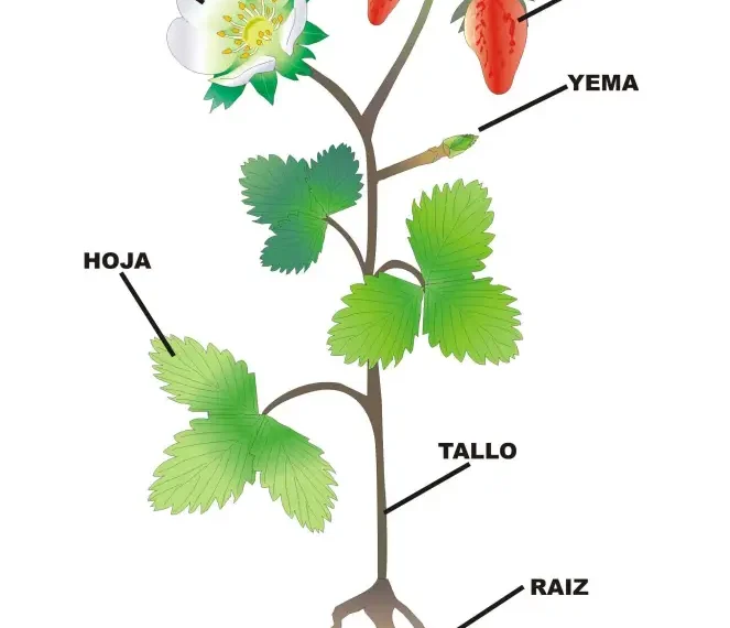 Anatomía vegetal: Partes de la planta