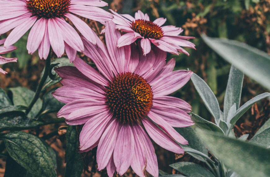 3 Plantas que os ayudarán con resfriados y gripes