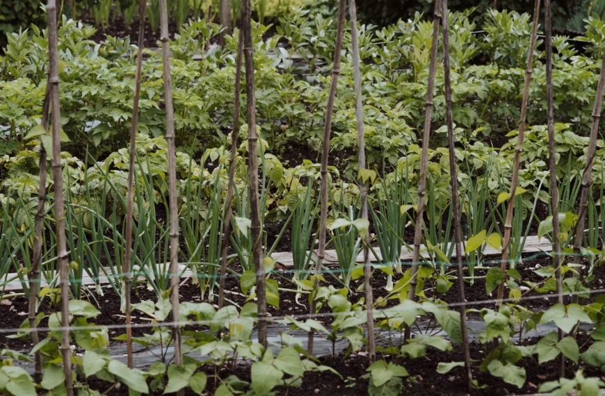 Verduras: Cultivo ecológico