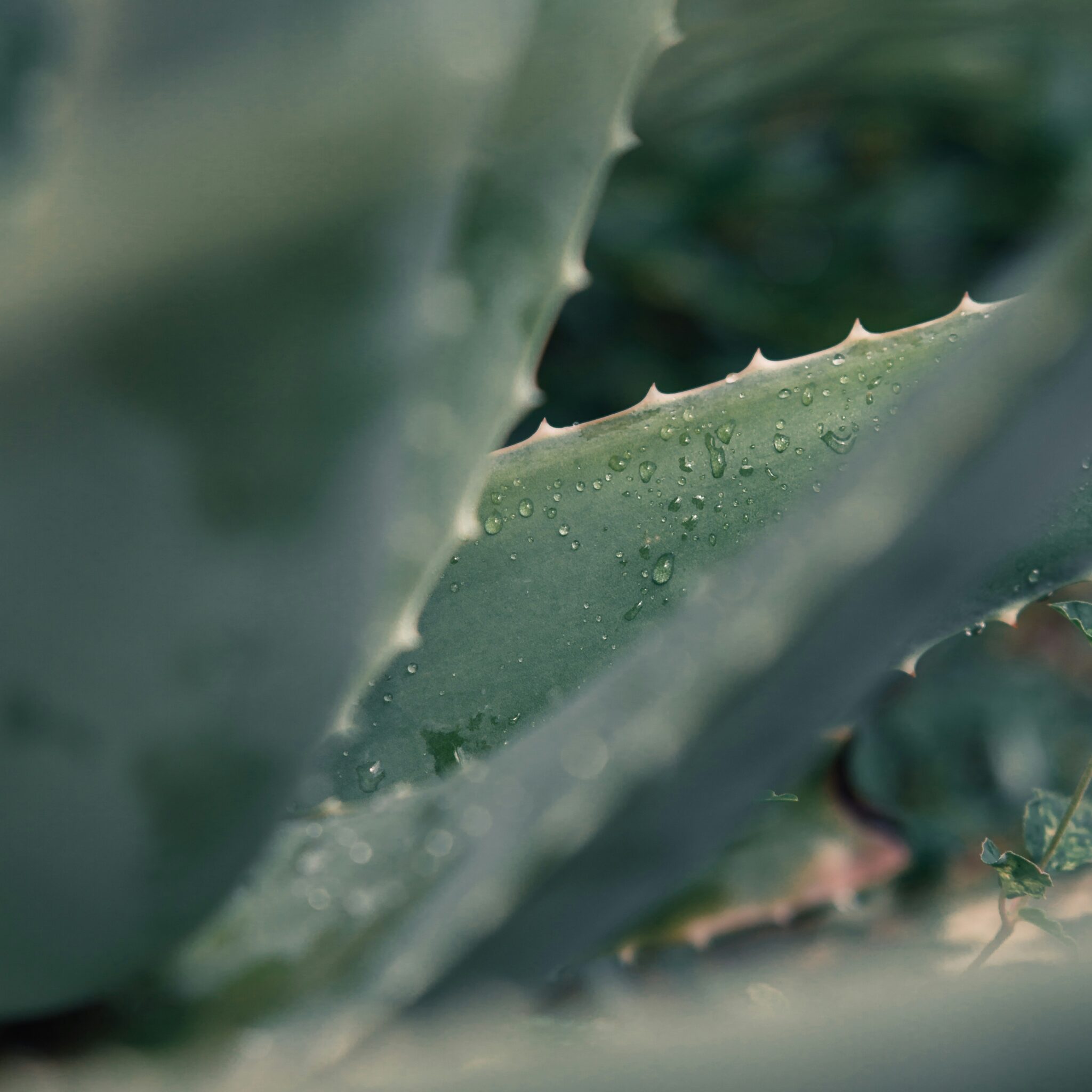 Aloe Vera: el elixir natural para la salud, la belleza y el hogar