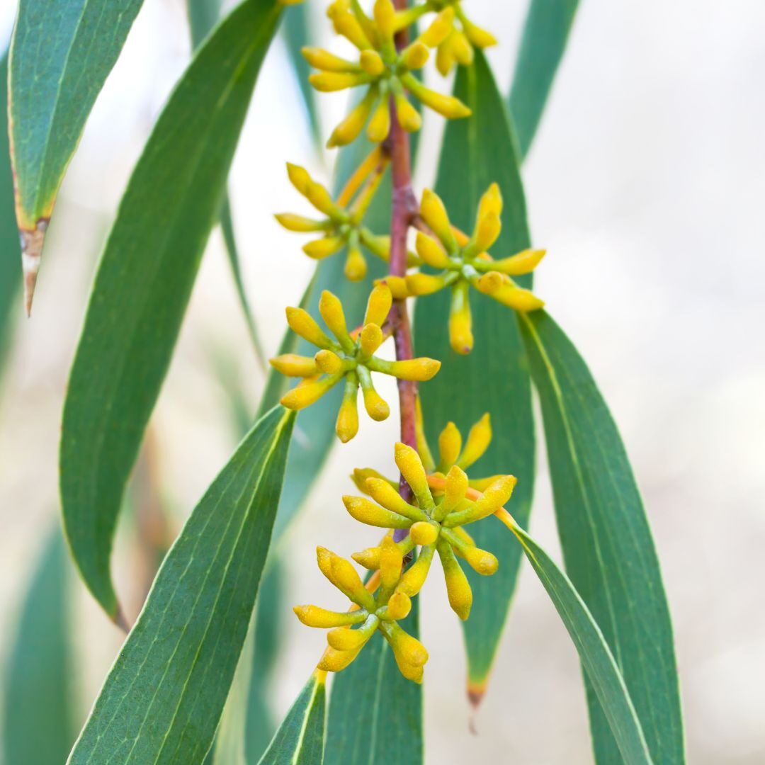 Eucalipto: el árbol curativo con propiedades aromáticas y medicinales