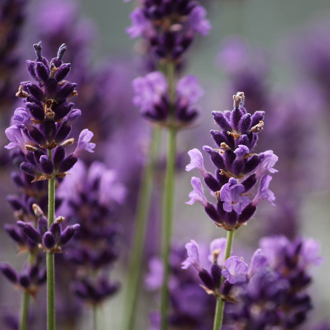 Lavanda: la flor aromática con poderes relajantes y curativos