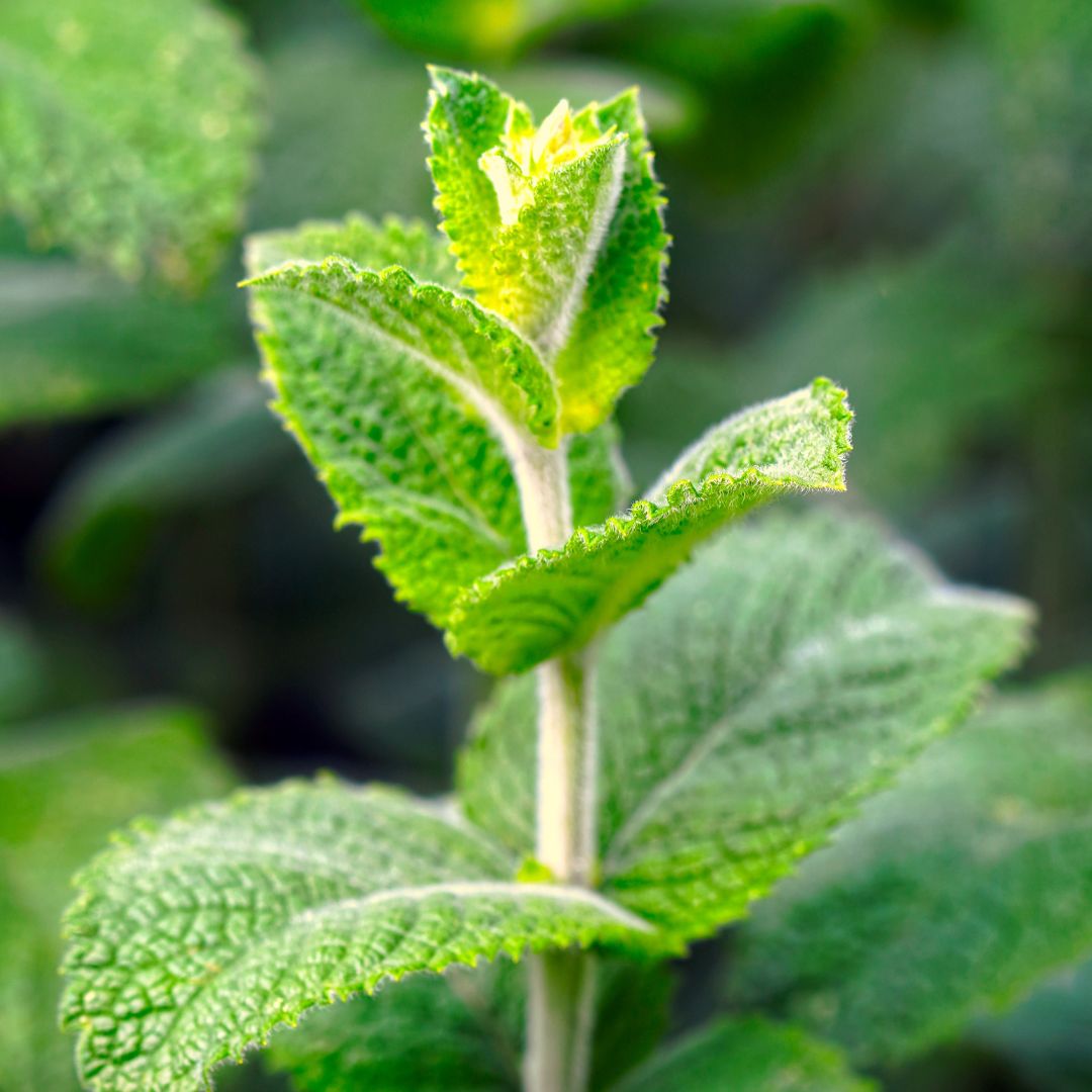 Menta: la planta refrescante con propiedades curativas y relajantes