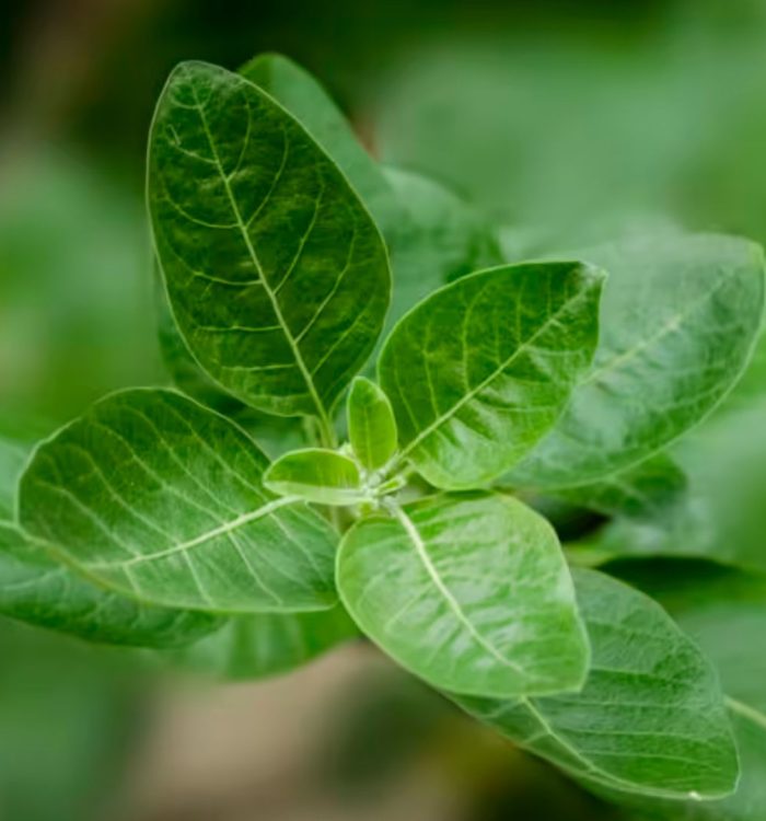 Ashwagandha: la planta adaptógena para combatir el estrés y mejorar tu bienestar