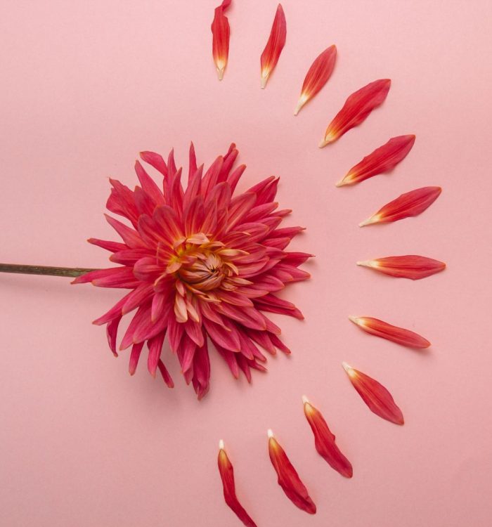 Plantas y especias para regular las hormonas