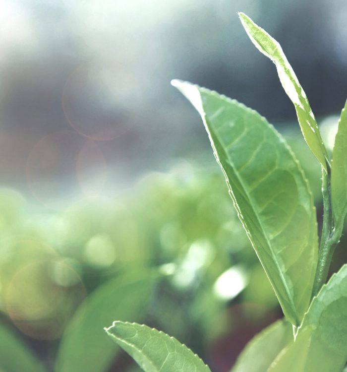 Green tea leaves in a field