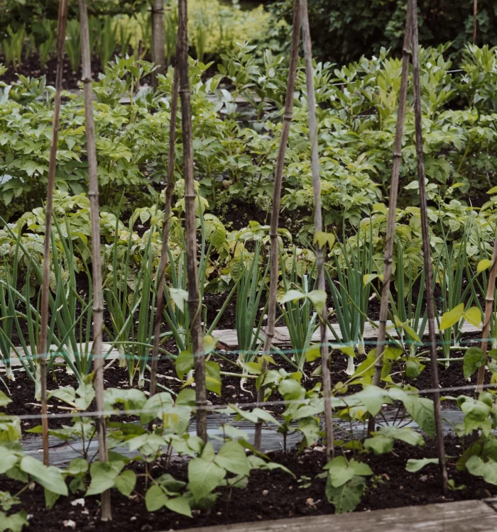 Verduras: Cultivo ecológico